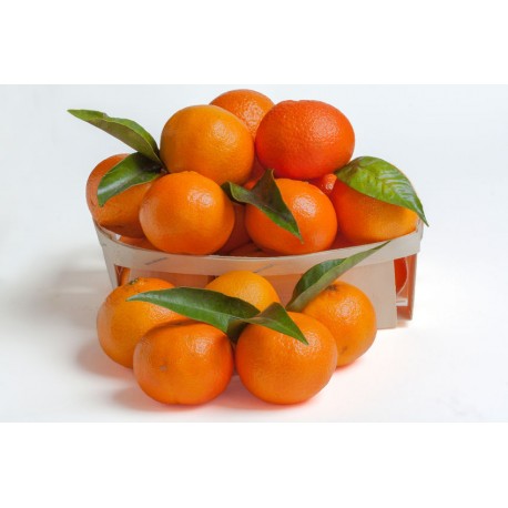 Oranges bio de Corse (le kg)